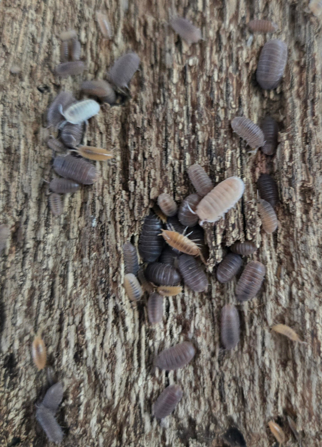 Cohabitating Isopods - IHEARTBUGS, INC.