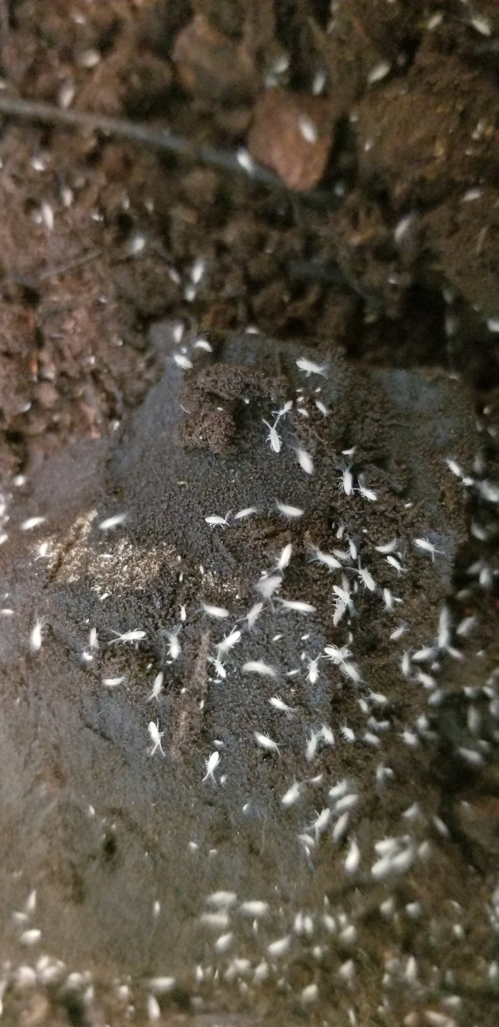 Springtails