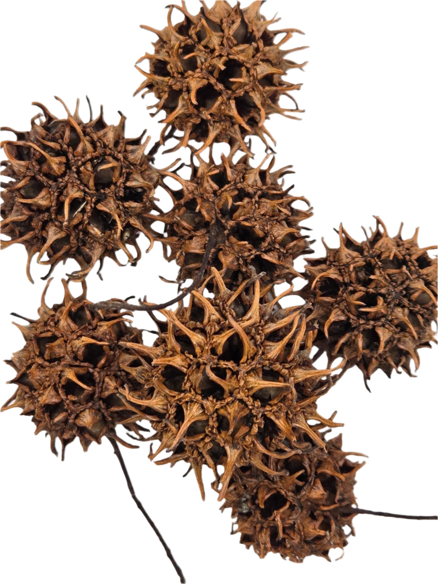 The I Heart Bugs 10 Sweetgum Pods feature dried, spiky brown pods with pointed projections and long stems—perfect as striking, bioactive decor accents for terrariums or aquariums, set against a clean white background.