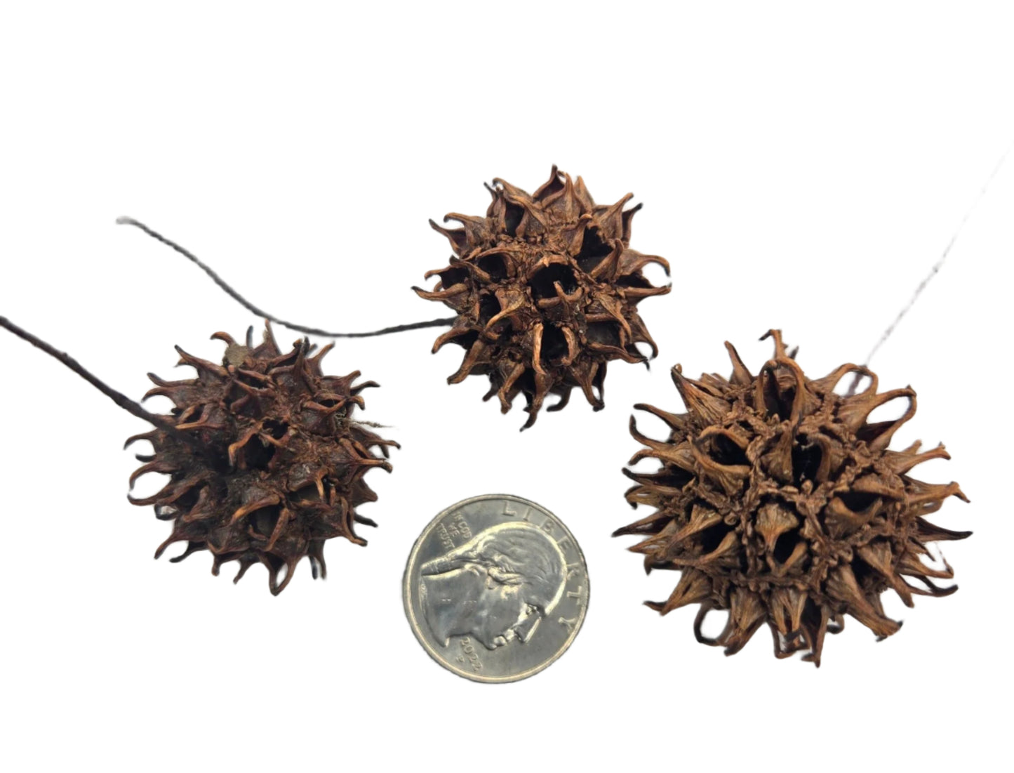 Ten spiky brown Sweetgum Pods by I Heart Bugs are shown next to a U.S. quarter for scale. The spherical pods feature stiff, pointed projections and small holes, ideal for bioactive terrariums or aquariums.