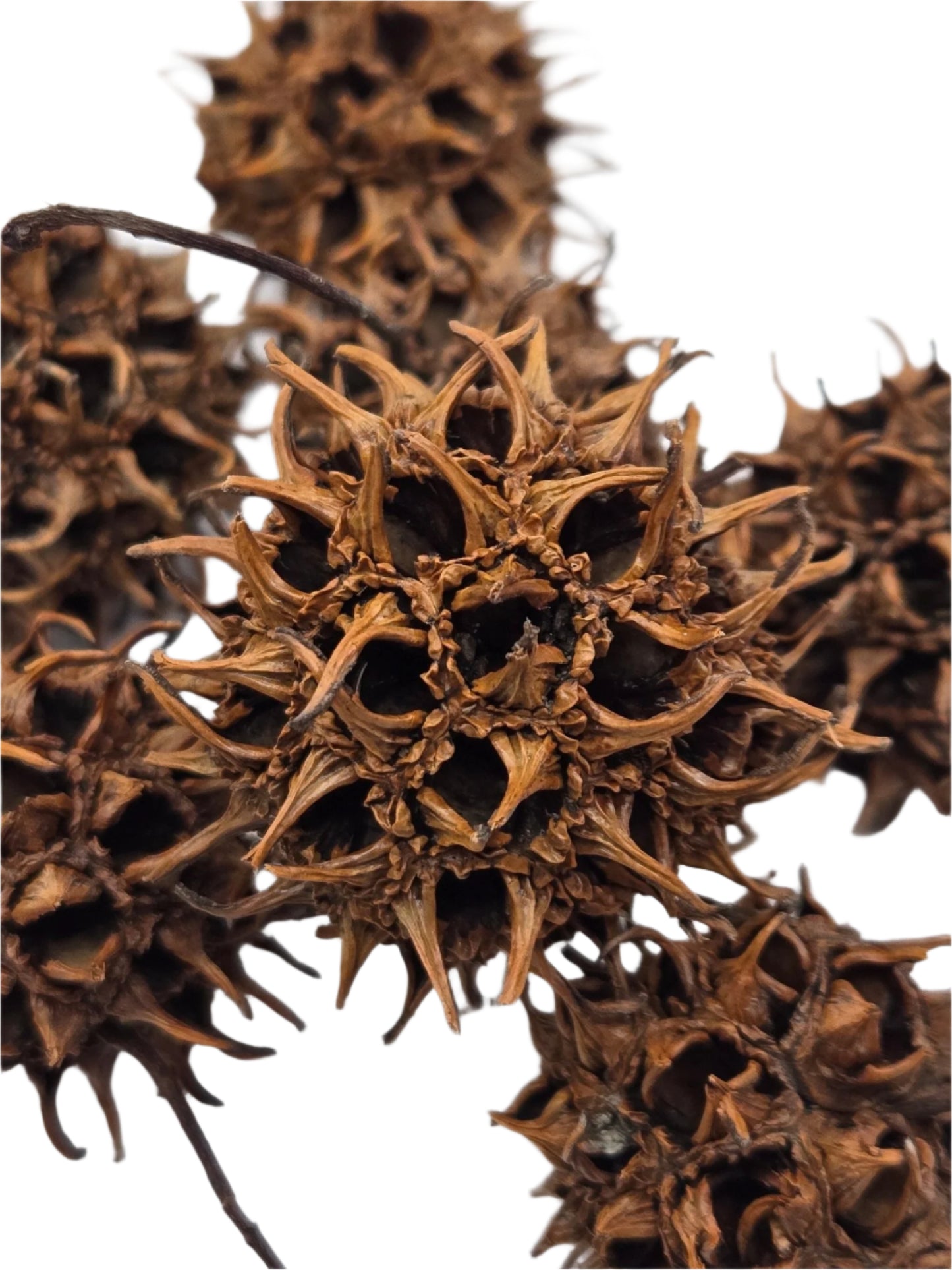 Close-up of 10 Sweetgum Pods by I Heart Bugs, featuring round, spiky shapes with open holes and sharp protrusions. Perfect for aquarium decor or adding natural texture to a bioactive terrarium.