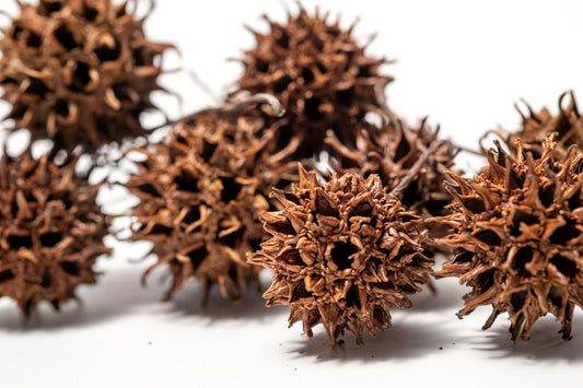 10 Sweetgum Pods - IHEARTBUGS, INC.