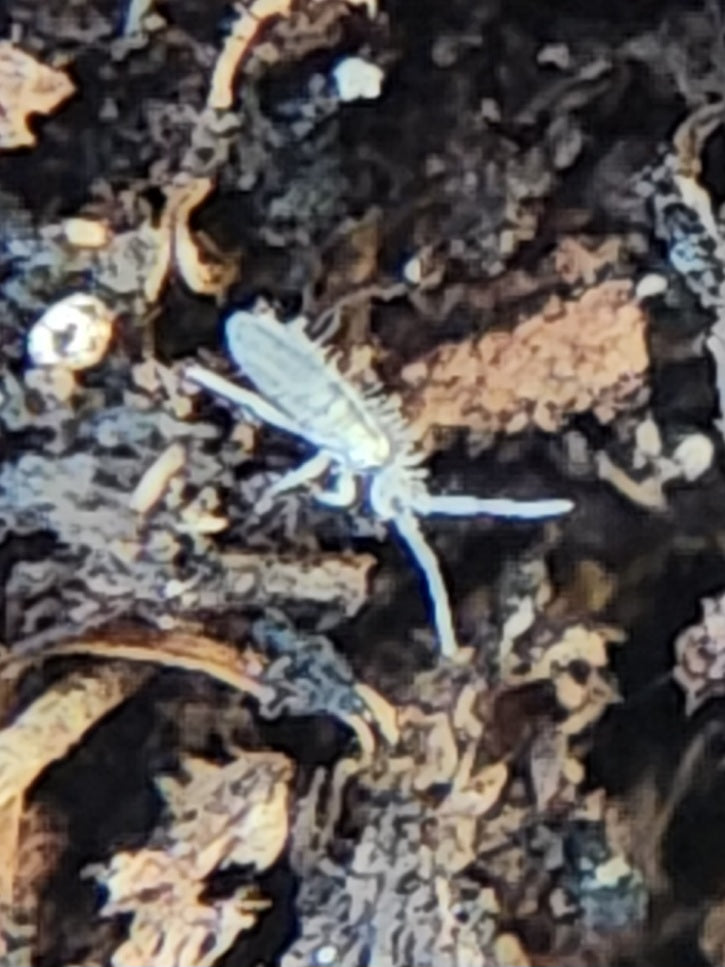 *SPRINGTAILS* Entomobrya unostrigata Cotton Springtails