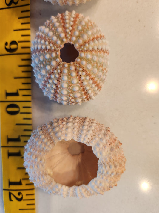 5 Sea Urchin Shells - Great Source of Calcium For Isopods