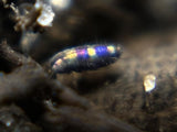 A close-up shows a 24K Springtail (Lepidocyrtus fimicolus) by I Heart Bugs, its elongated body shimmering with purple, blue, and yellow bands. The blurred soil in a bioactive enclosure highlights its vivid colors and delicate hairs.