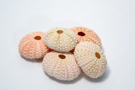5 Sea Urchin Shells - Great Source of Calcium For Isopods - IHEARTBUGS, INC.