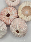 5 Sea Urchin Shells by I Heart Bugs—pale pink, peach, and cream with delicate patterns—make great bioactive terrarium accents and provide calcium for isopods.