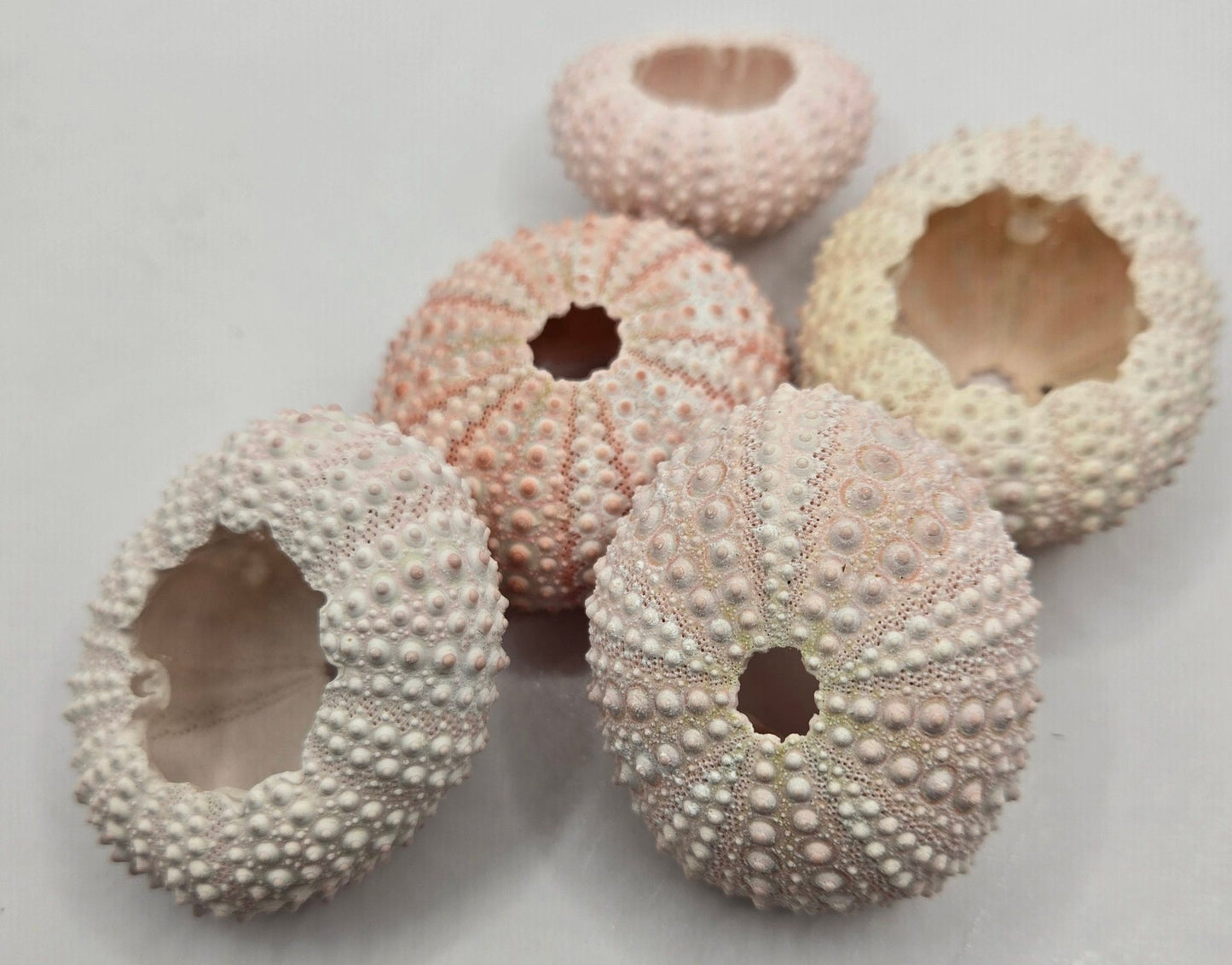 5 Sea Urchin Shells - Great Source of Calcium For Isopods - IHEARTBUGS, INC.
