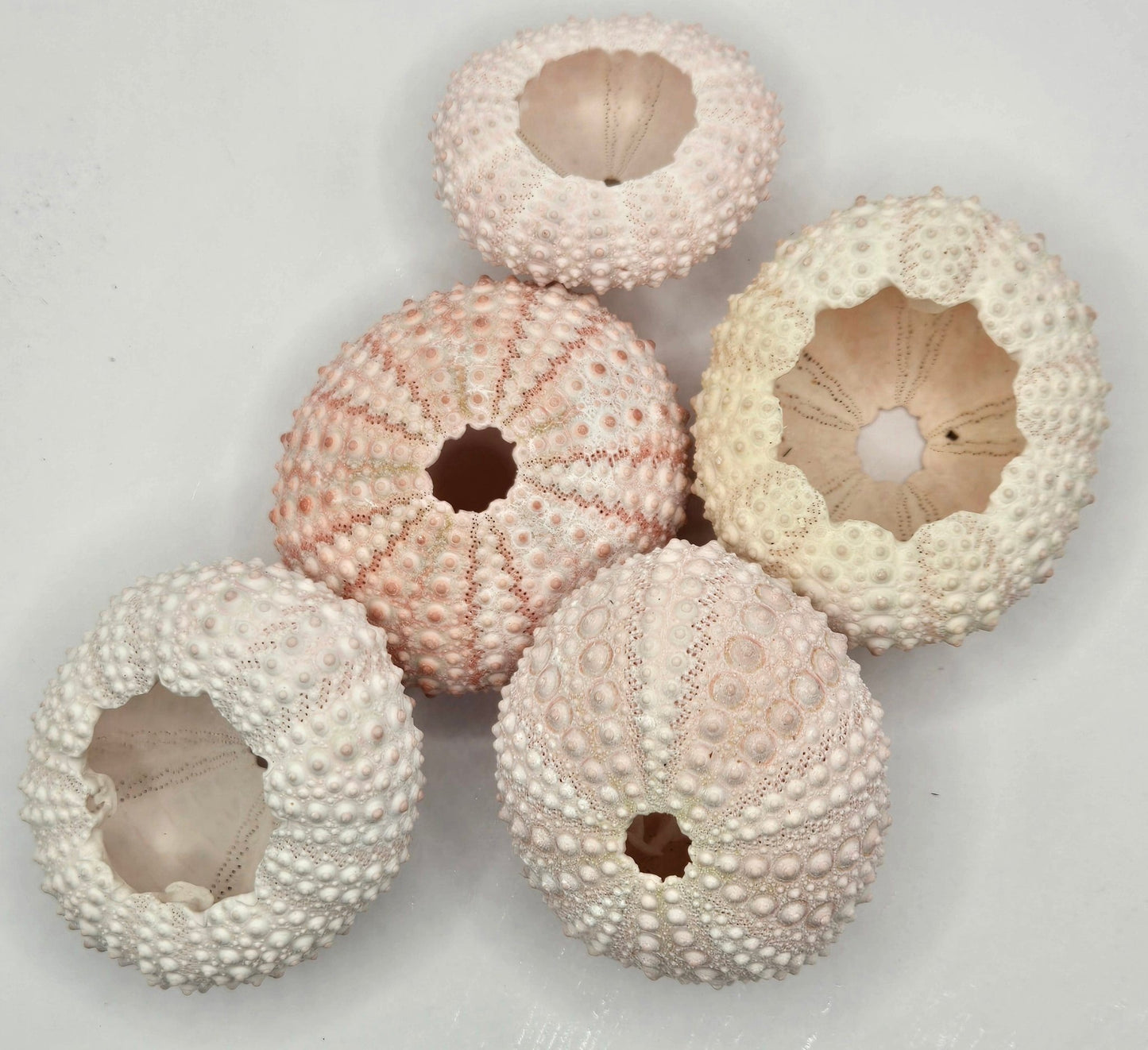 5 Sea Urchin Shells - Great Source of Calcium For Isopods - IHEARTBUGS, INC.