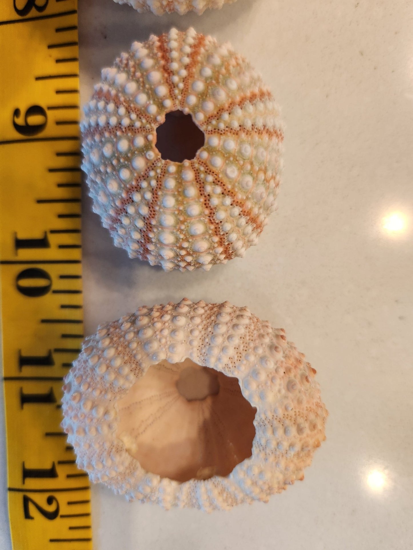 I Heart Bugs 5 Sea Urchin Shells—great calcium for isopods—shown next to a yellow inch tape. Each pale shell features pink-white bumps and openings, perfect for bioactive terrariums. Light, smooth background.