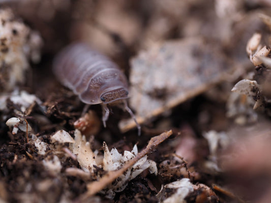 close up of a cubaris murina isopod on soil