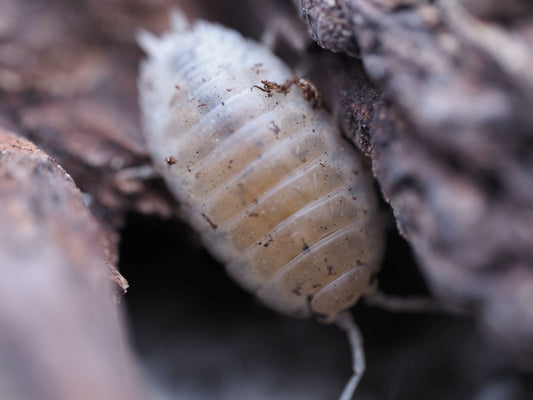 Close up of a laevis white isopod on wood