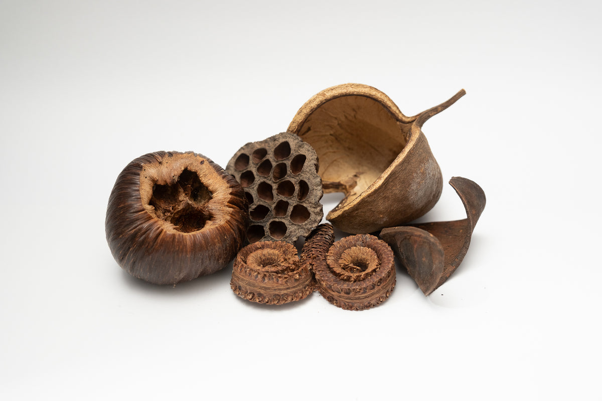 The I Heart Bugs Large Seed Pod Pack includes assorted dried seed pods and plant materials in various shapes and textures—perfect for naturalistic terrariums or as distinctive aquarium decor.