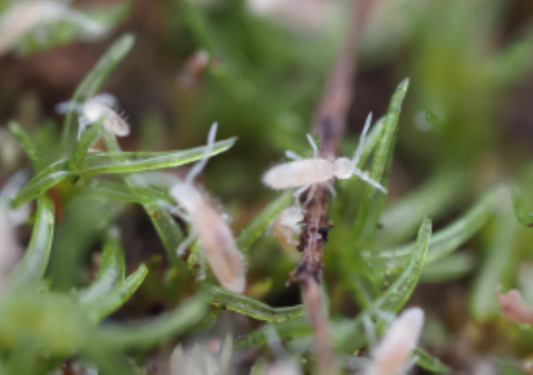 close up of many tropical pink springtails on a plant