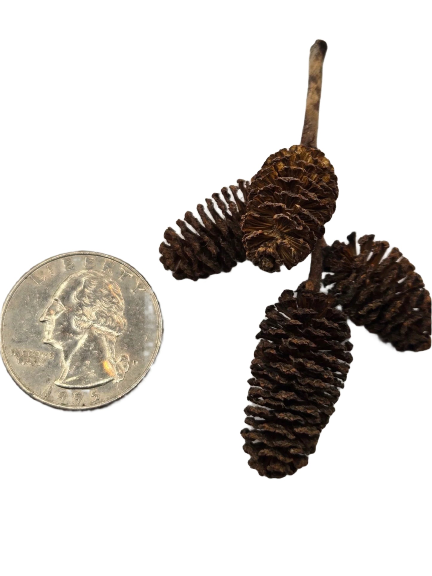 A U.S. quarter is shown beside three small, dark brown Alder Cones by I Heart Bugs on a white background, highlighting their oval shape and woody texture—ideal for bioactive terrariums or as aquarium tannins.