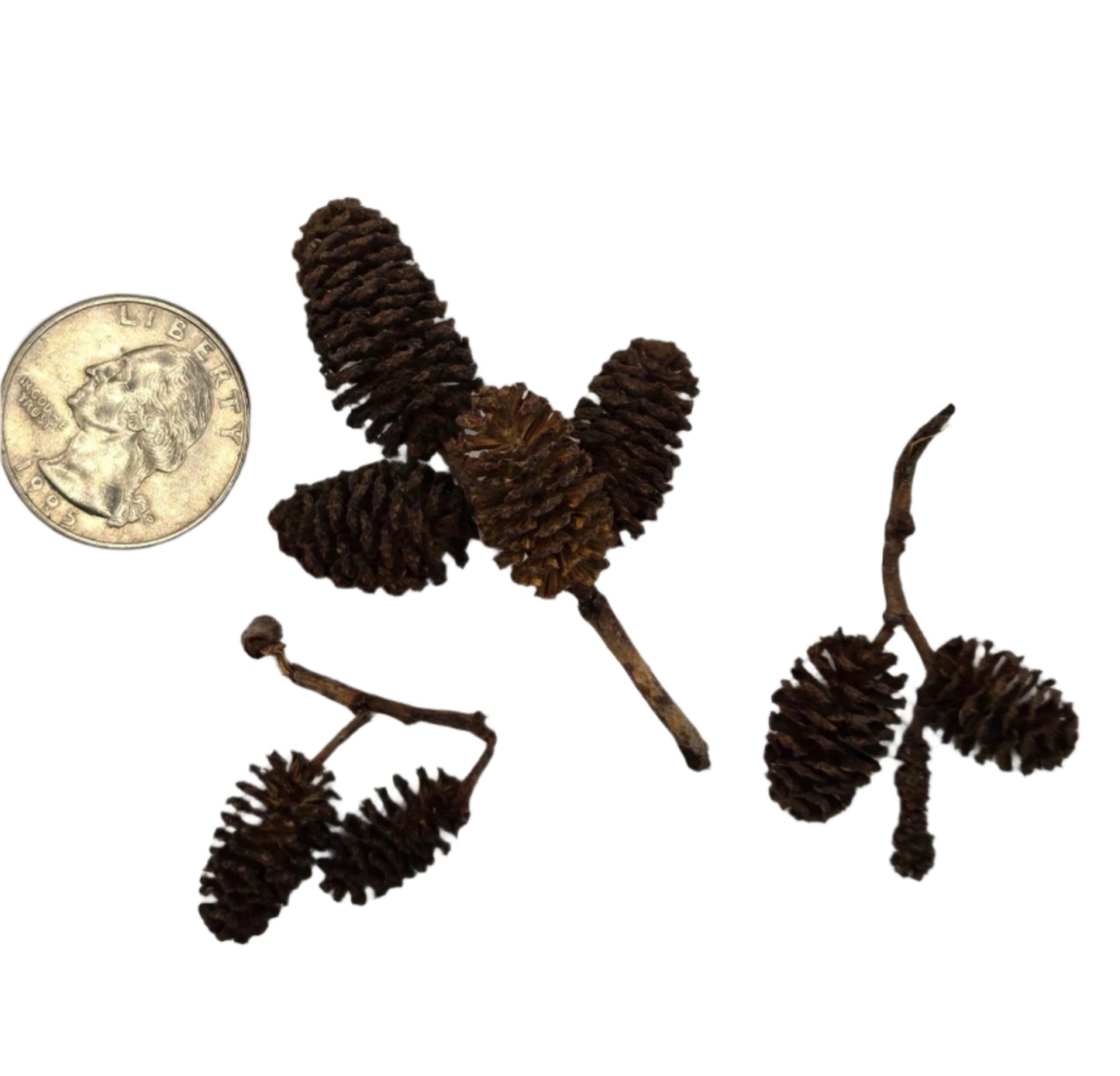 Three clusters of small, dark brown Alder Cones from I Heart Bugs, shown next to a U.S. dime for scale, resemble mini pine cones and are ideal for aquarium tannins or bioactive terrariums. Displayed on a white background.