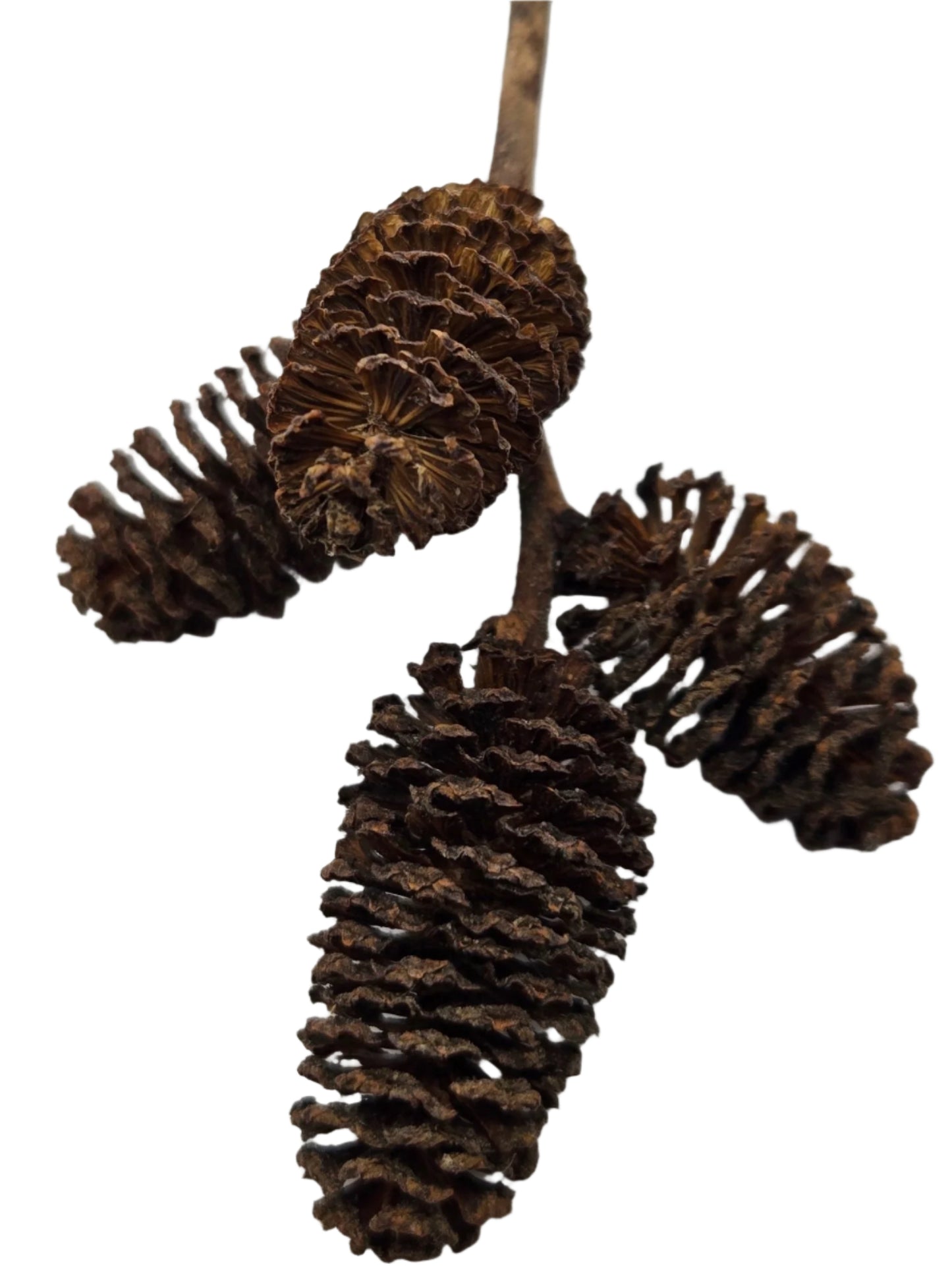 A close-up of I Heart Bugs Alder Cones—three small, brown cones attached to a thin branch against a white background. Varying in size, these cones are popular for aquarium tannins or bioactive terrariums.