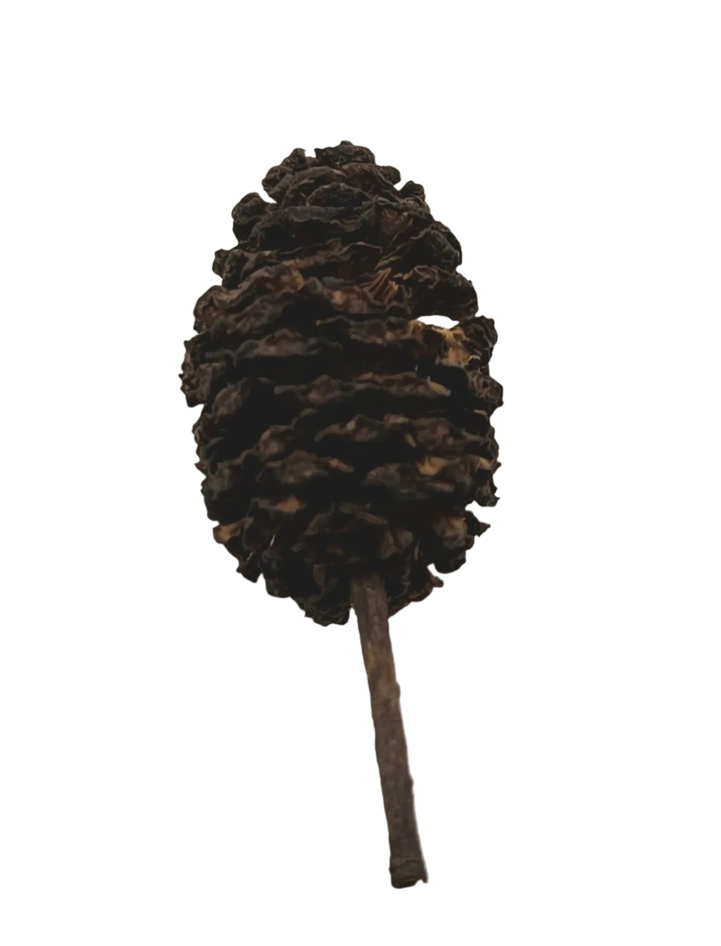 A single, dark brown Alder Cone from I Heart Bugs, with a textured surface and layered scales on a short stem, is showcased against a plain white background—ideal for bioactive terrariums.