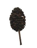 A single, dark brown Alder Cone from I Heart Bugs, with a textured surface and layered scales on a short stem, is showcased against a plain white background—ideal for bioactive terrariums.