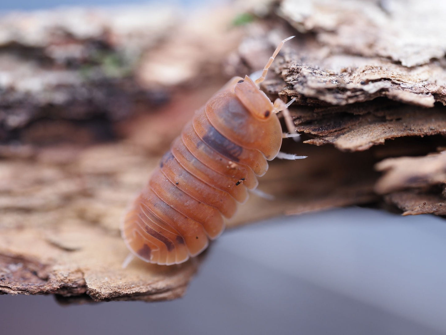 Anemone Isopods (Cubaris murina) - IHEARTBUGS, INC.