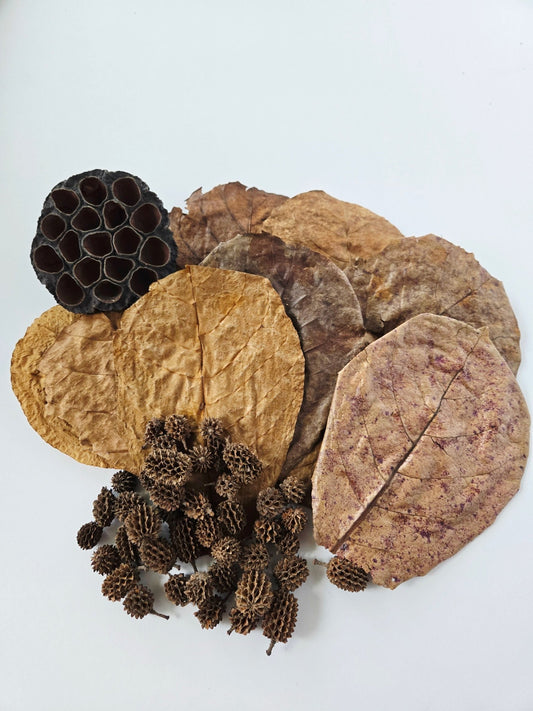 Aquarium Botanical Tannin Pack - Catappa Leaves, Casuarina Cones, Lotus Seed Pod - IHEARTBUGS, INC.