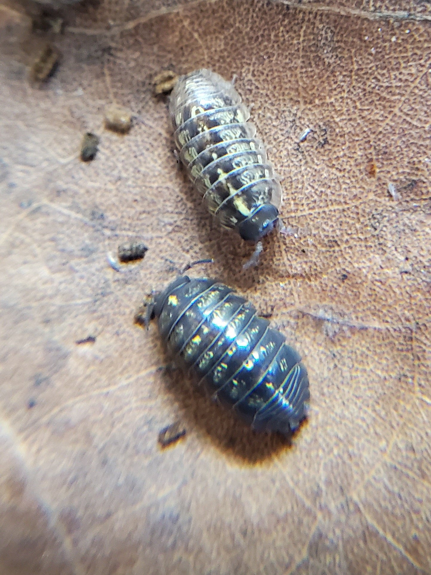 Close-up of two Wild Type Roly-Poly Isopods (Armadillidium vulgare) from I Got Bugs on a dry brown leaf. Their segmented, metallic dark gray bodies and the detailed texture of the leaf are clearly visible.