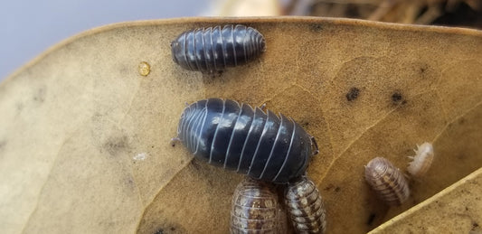 Close-up of Wild Type Roly-Poly Isopods (Armadillidium vulgare) from I Got Bugs on a brown leaf, showing off their segmented, shiny exoskeletons—perfect bioactive vivarium inhabitants.