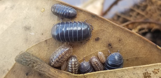 Wild Type Roly-Poly Isopods (Armadillidium vulgare) from I Got Bugs cluster on a dry, textured leaf, their segmented bodies highlighted against a blurred earthy background. These fascinating isopods are popular in bioactive vivariums.