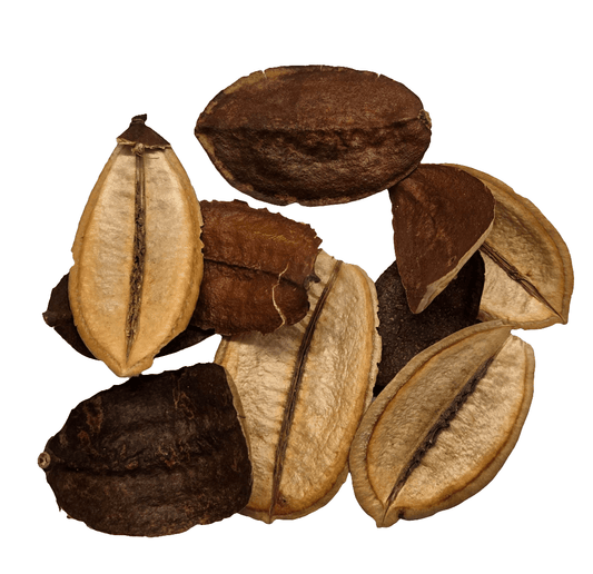 A set of five textured brown and tan Asa Barata Pods by I Heart Bugs, each with natural splits and varied shapes, shown on a white background. Perfect for terrarium decor or botanical displays.