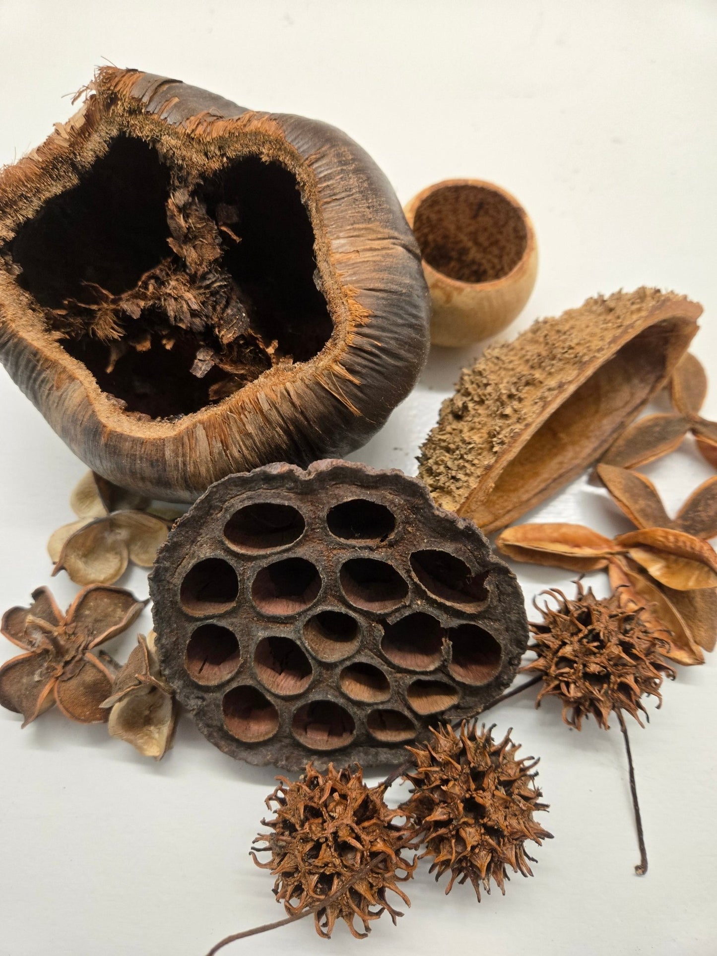 Assorted Seed Pod Pack - IHEARTBUGS, INC.