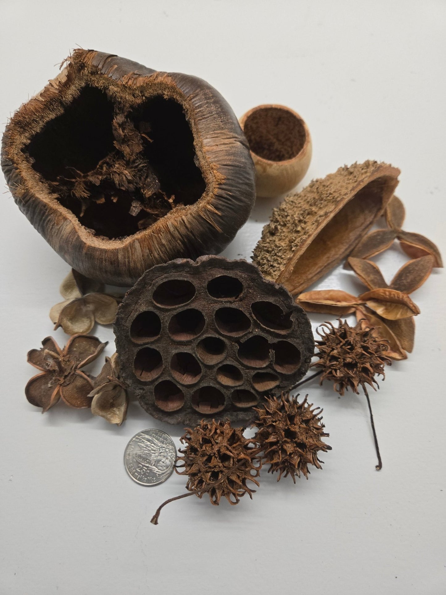 Assorted Seed Pod Pack - IHEARTBUGS, INC.