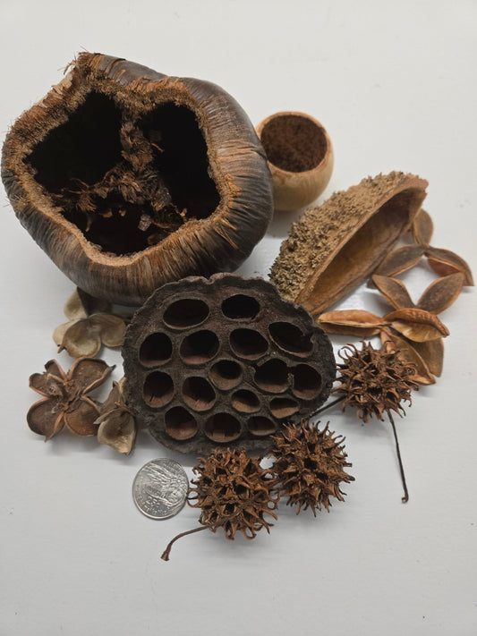 The I Heart Bugs Assorted Seed Pod Pack features round, spiky, and hollowed pods with textured surfaces, arranged by a U.S. quarter for scale—perfect for terrarium botanicals or natural habitat decor.