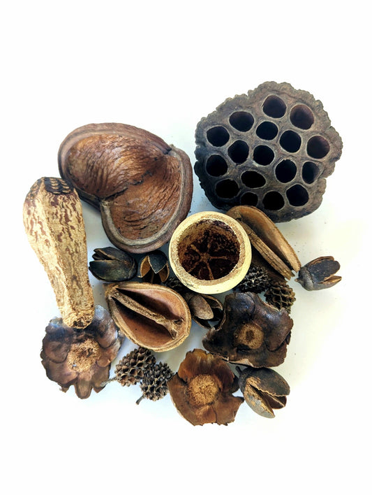 Assorted Seed Pod Variety Pack - 19 Pieces - IHEARTBUGS, INC.