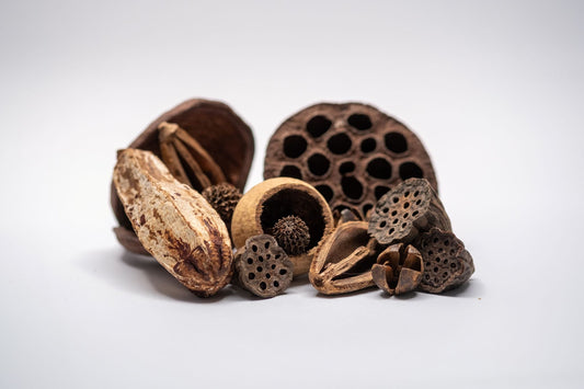 Assorted Seed Pod Variety Pack - 19 Pieces - IHEARTBUGS, INC.