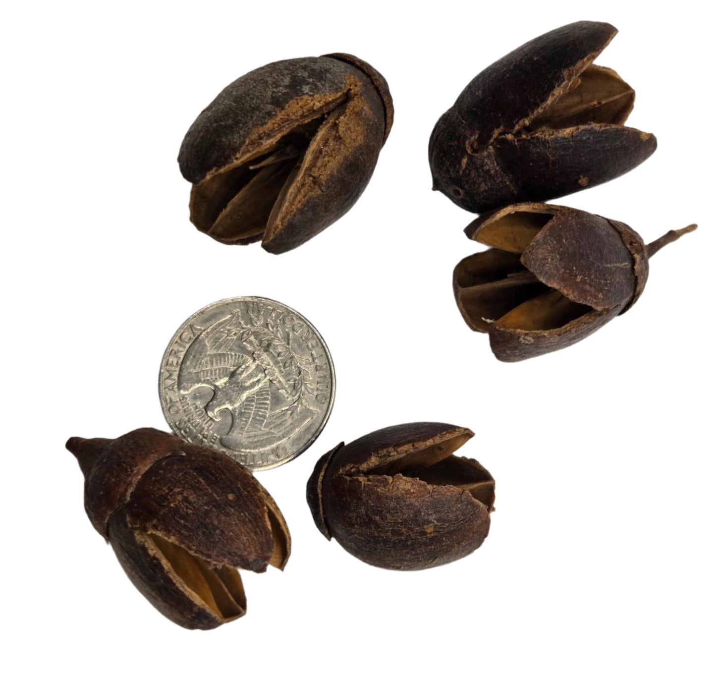 Five Bakuli Pods by I Heart Bugs, with rough dark brown surfaces and pointed ends, are arranged around a U.S. quarter for scale. This 5-count bioactive terrarium supply is displayed on a plain white background.