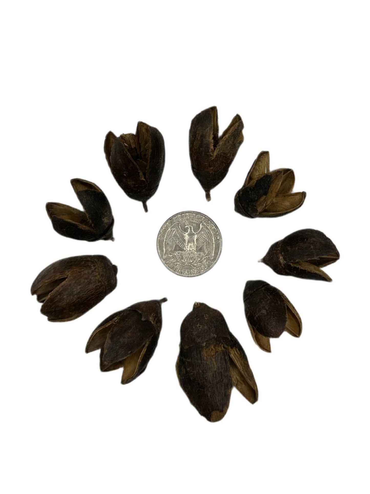 Eight I Heart Bugs Bakuli Pods are arranged in a circle around a coin on a white background, showing their size and making them ideal for natural decor, aquarium tannin, or bioactive terrarium setups.