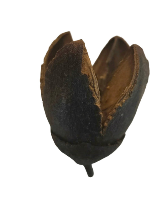 A close-up of an I Heart Bugs Bakuli Pod from the 5 Count set, showing its rough, open top and hollow interior. Perfect as aquarium tannin pods or bioactive terrarium supplies, the seed pod is displayed on a white background.