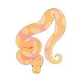 An illustration of a soft, pink-and-yellow snake with a gentle look rests on white as springtails and isopods from the I Heart Bugs Ball Python/Kingsnake/Corn Snake/Rat Snake Bioactive Clean-Up Crew Pack gather nearby.