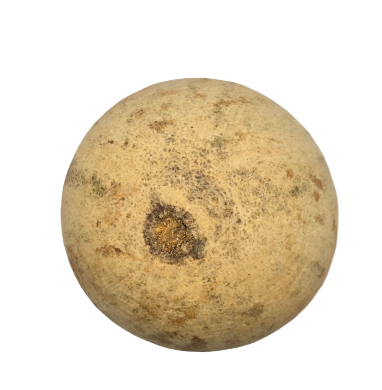 A single round Bell Cup Pod by I Heart Bugs with rough, mottled tan and brown skin, a small dark spot, and irregular markings. Its dry, textured surface makes it ideal as natural aquarium decor. White background; no visible stem or leaves.