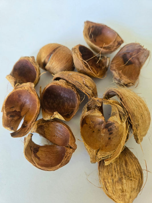 Betel Nut Husks - IHEARTBUGS, INC.