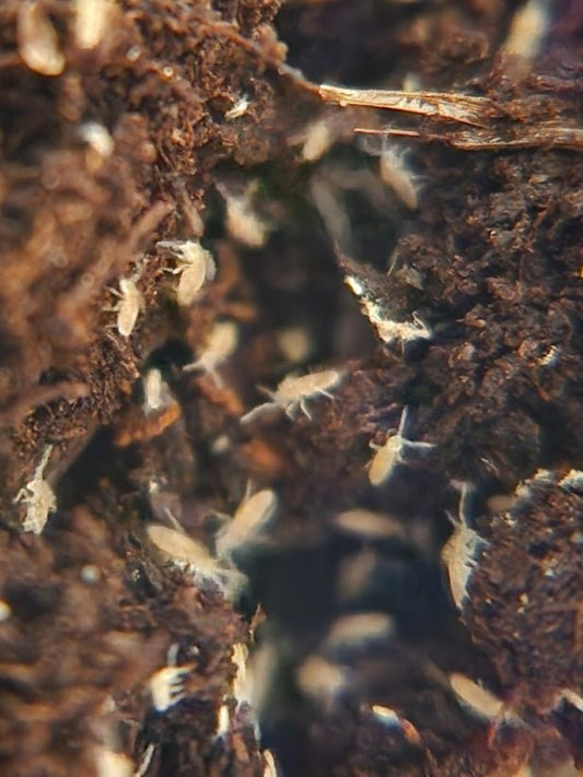 A close-up image shows I Heart Bugs Humid/Tropical Enclosure Bioactive Complete Clean-Up Crew—tiny white insects—scattered across dark, moist soil, clustered and active among organic matter in a bioactive habitat.