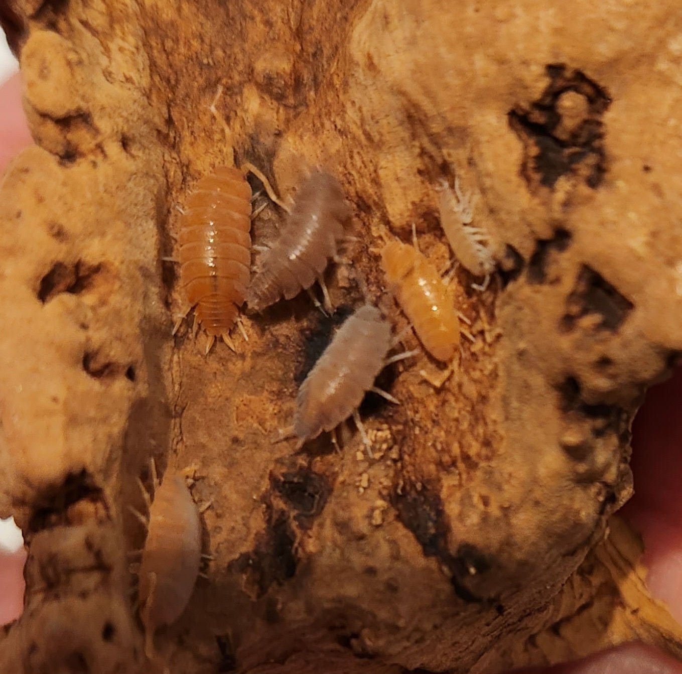 ***Bioactive Desert/Semi - Arid Enclosure *Bug Den Kit* with Clean Up Crew - IHEARTBUGS, INC.