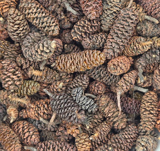A close-up of I Heart Bugs Birch Cones - 1 oz. (approx. 50 cones) shows small brown cones in varied shades, perfect as aquarium botanicals or for bioactive terrariums.