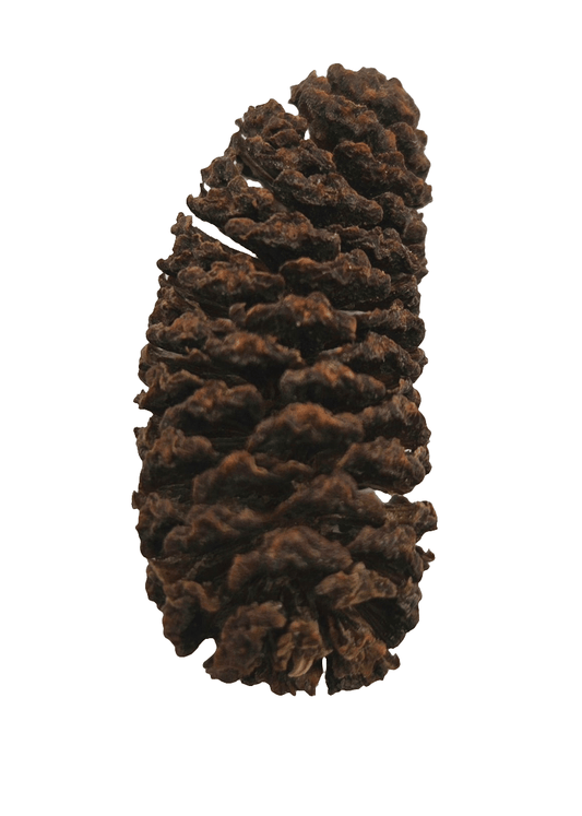 A single, dark brown Birch Cone from I Heart Bugs (sold in 1 oz. packs of approx. 50) with a rough surface and open scales stands upright, typical for use as aquarium botanicals. Shown against a plain white background.
