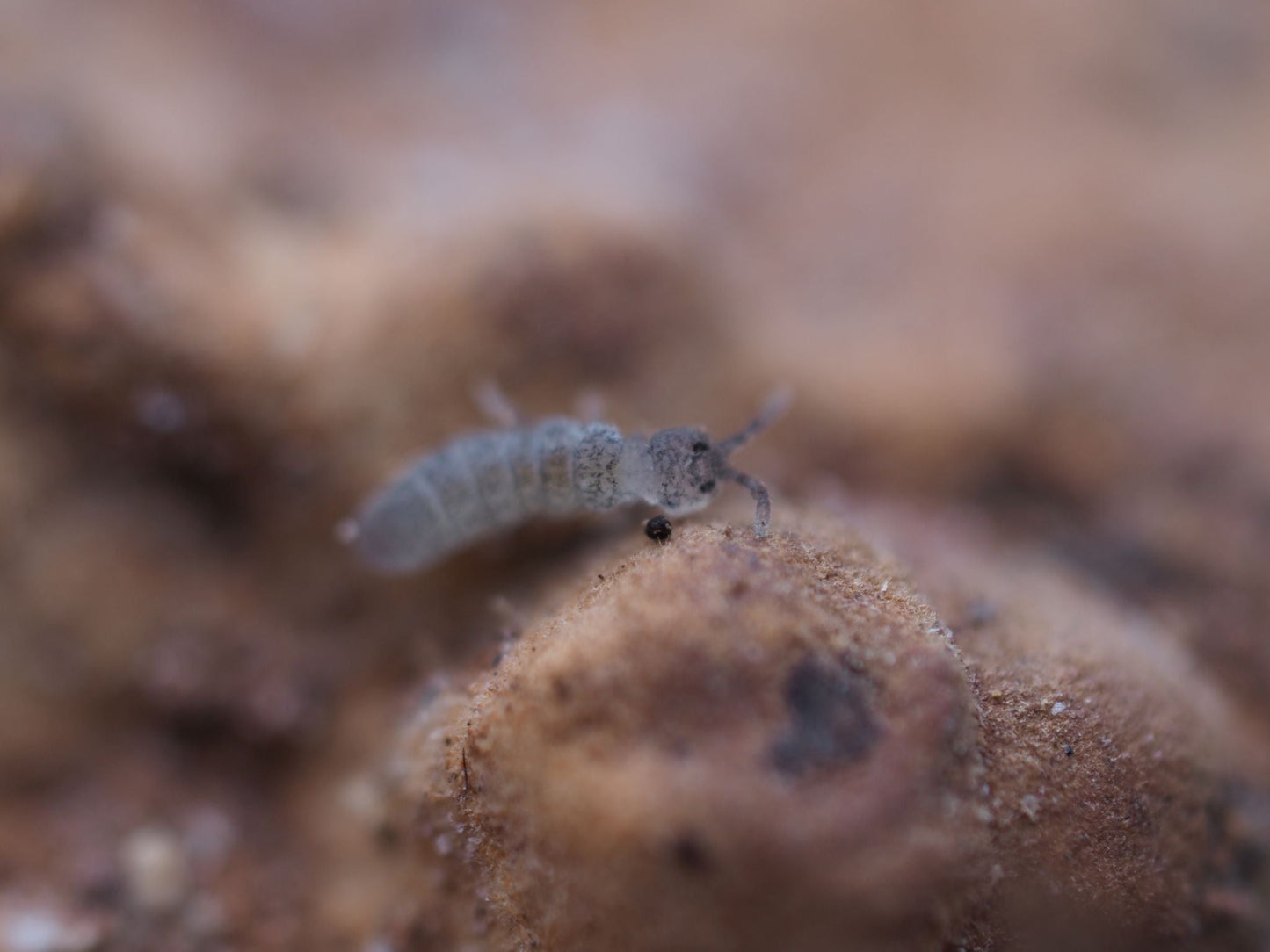 Blue Springtails (Proistoma minuta) - IHEARTBUGS, INC.