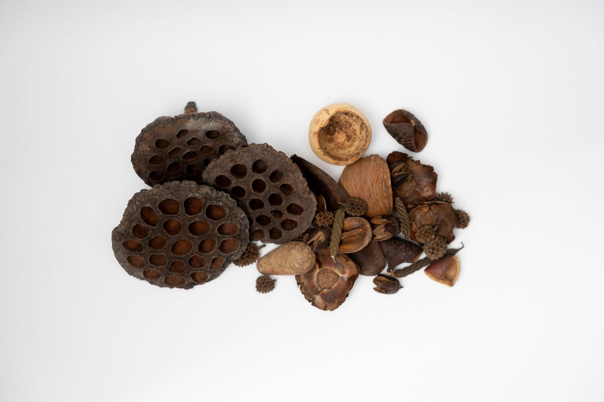 Botanical Seed Pod Variety Pack - 32 Pieces - IHEARTBUGS, INC.