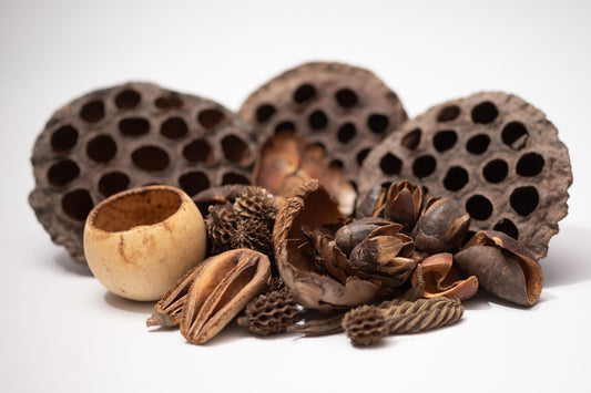 Botanical Seed Pod Variety Pack - 32 Pieces - IHEARTBUGS, INC.
