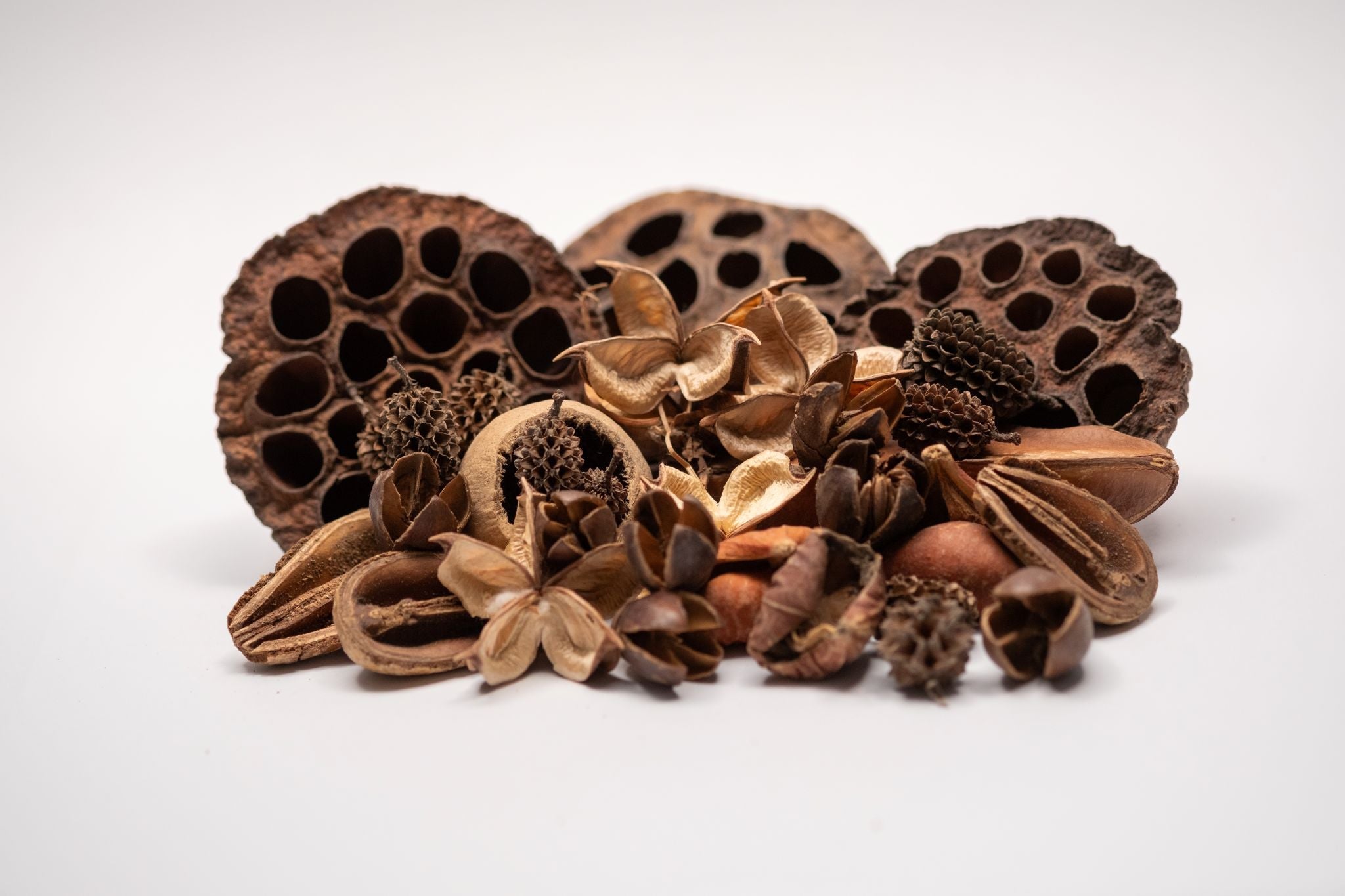 Dried Botanical Seed Pods - Botanicals for Shrimp  IHEARTBUGS, INC.