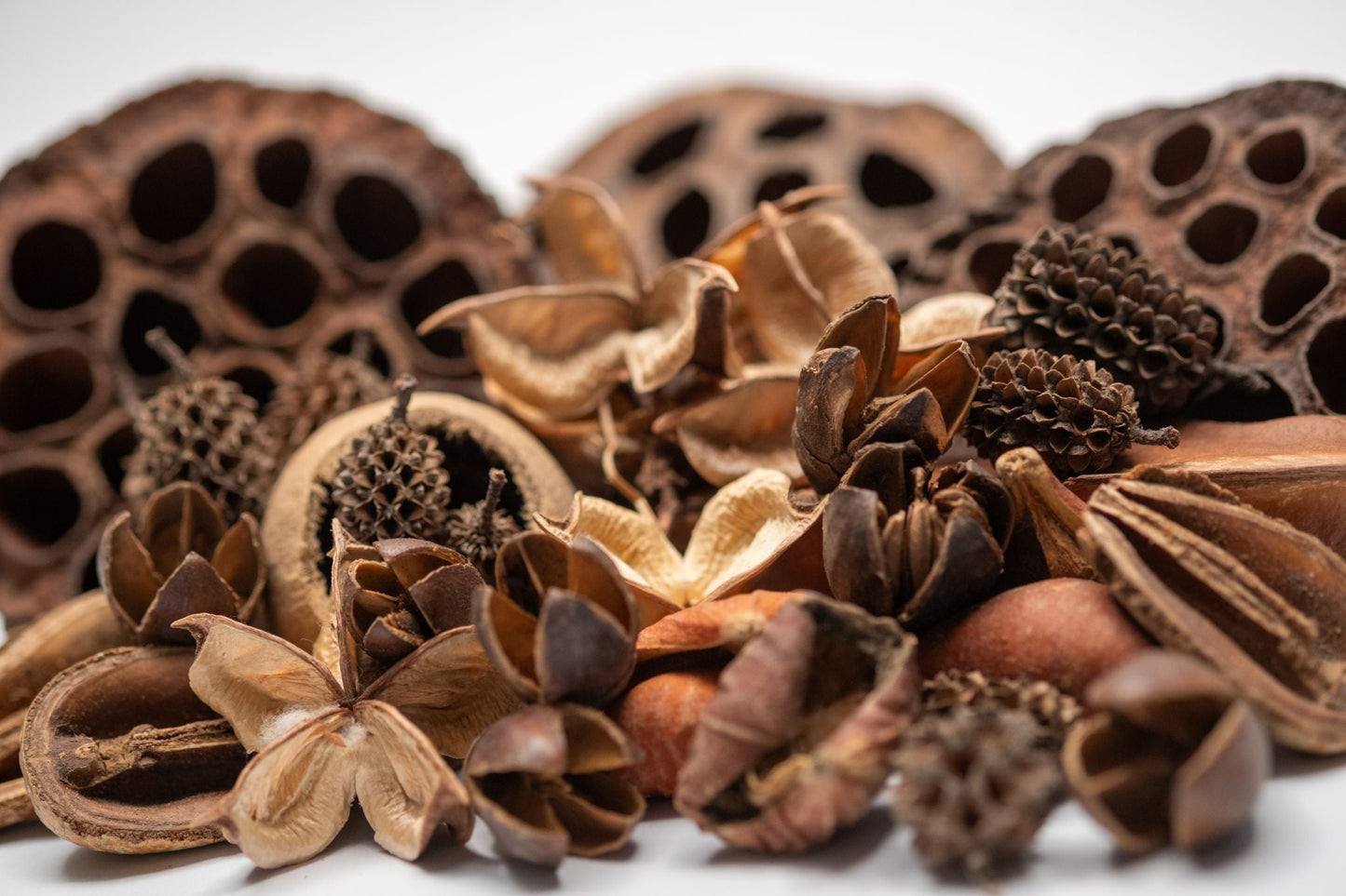 Botanical Seed Pod Variety Pack - 33 Pieces - IHEARTBUGS, INC.