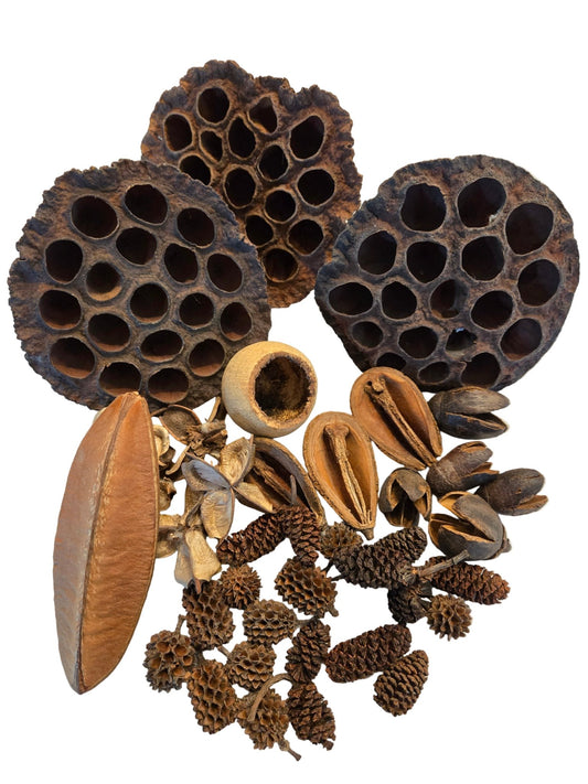 Botanical Seed Pod Variety Pack - 38 Pieces - IHEARTBUGS, INC.